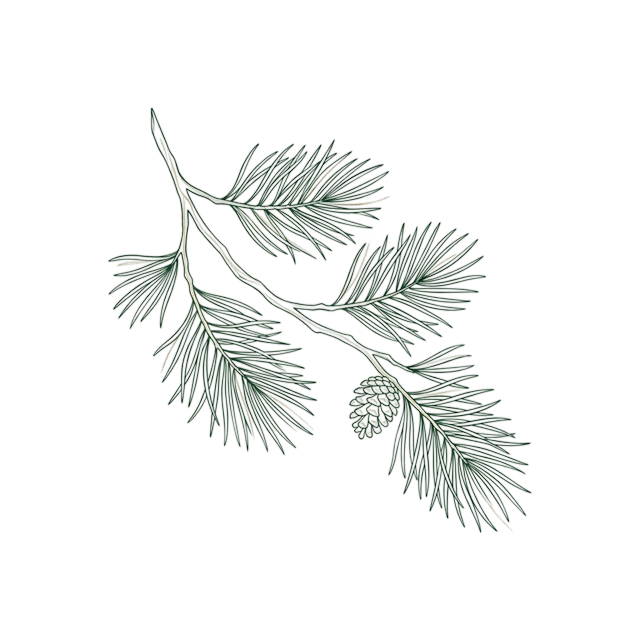 Fine line botanical illustration